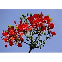Generic 3 Royal Poinciana Tree Delonix regia Seeds, Red