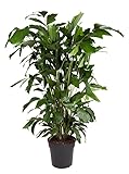 Plant in a Box - Caryota mitis - Palma cola de pez - Maceta 27cm - Altura 120-130cm