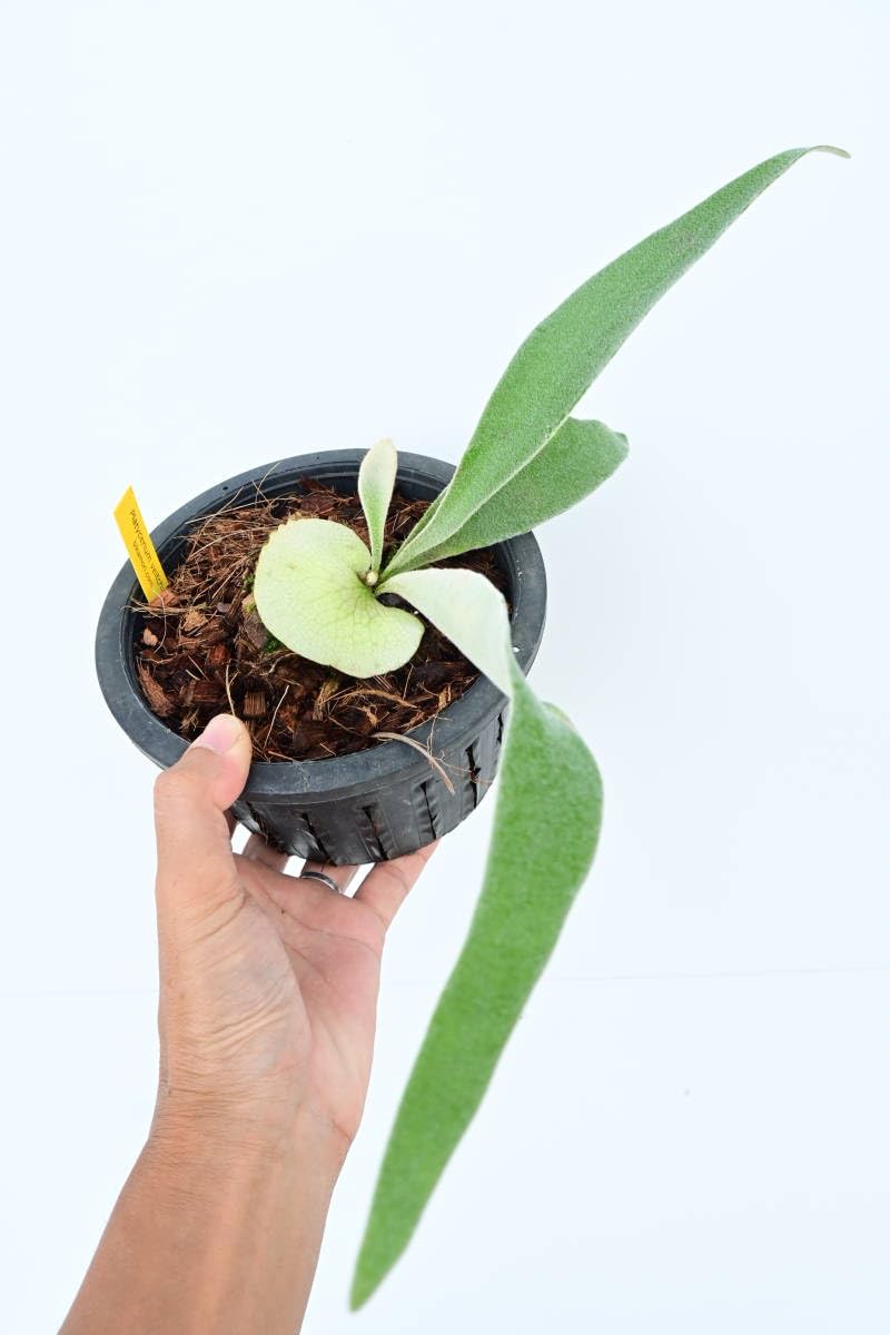 ビカクシダ　P. veitchii wild australia P. Veitchii wild (Gift) 🙌 I used this species for my