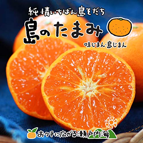 希望の島 たまみ 贈答用 愛媛 中島産 みかん 柑橘 (2kg)
