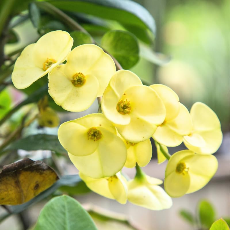 olivenbaum stamm kaufen Olivenbaum auf Stamm – Olea europaea, 15 cm Topf, 60 cm hoch main image 1
