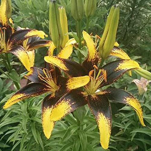 Lelie zaden, 100 Stks/zak Lelie Bollen Non-GMO Sierplanten Gemengde Kleur Bloemblaadje Office Desktop Bloemzaden voor… - Afbeelding 8