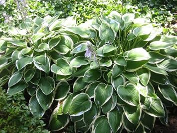 Francee Hosta Bareroot 5