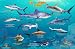 Fiji Sharks & Rays Guide Franko Maps Laminated Fish Card
