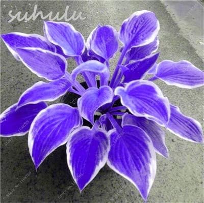 120 Pcs Mixed Hosta Seeds Perennial Plantain Lily Flower Grass Ornamental Plant Ground Cover Plant Ground Cover Plant Colorful