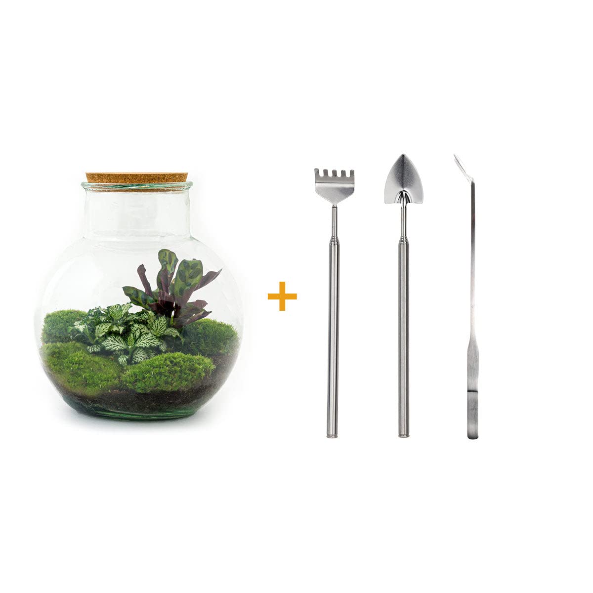 Terrarium do roślin • Teddy • roślina ekosystemowa • ↑ 26,5 cm – DIY – kompletny zestaw terrarium, terrarium, miejski, terrarium + grabienie + łopatka + pęseta + nożyczki
