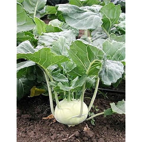 White Vienna Kohlrabi Seeds by Seedville Cover