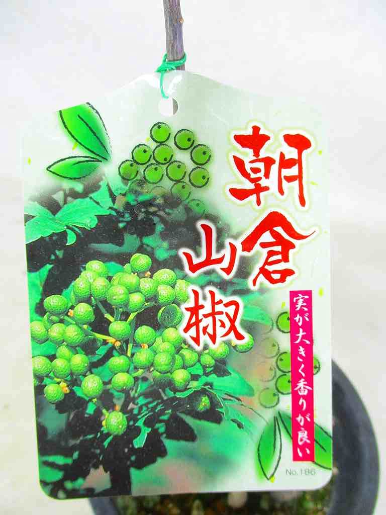 実がなる‼️トゲなし‼️朝倉山椒　苗木　4株‼️ Amazon.co.jp: 朝倉山椒 大実トゲ無し山椒 苗木 4号ポット 全高