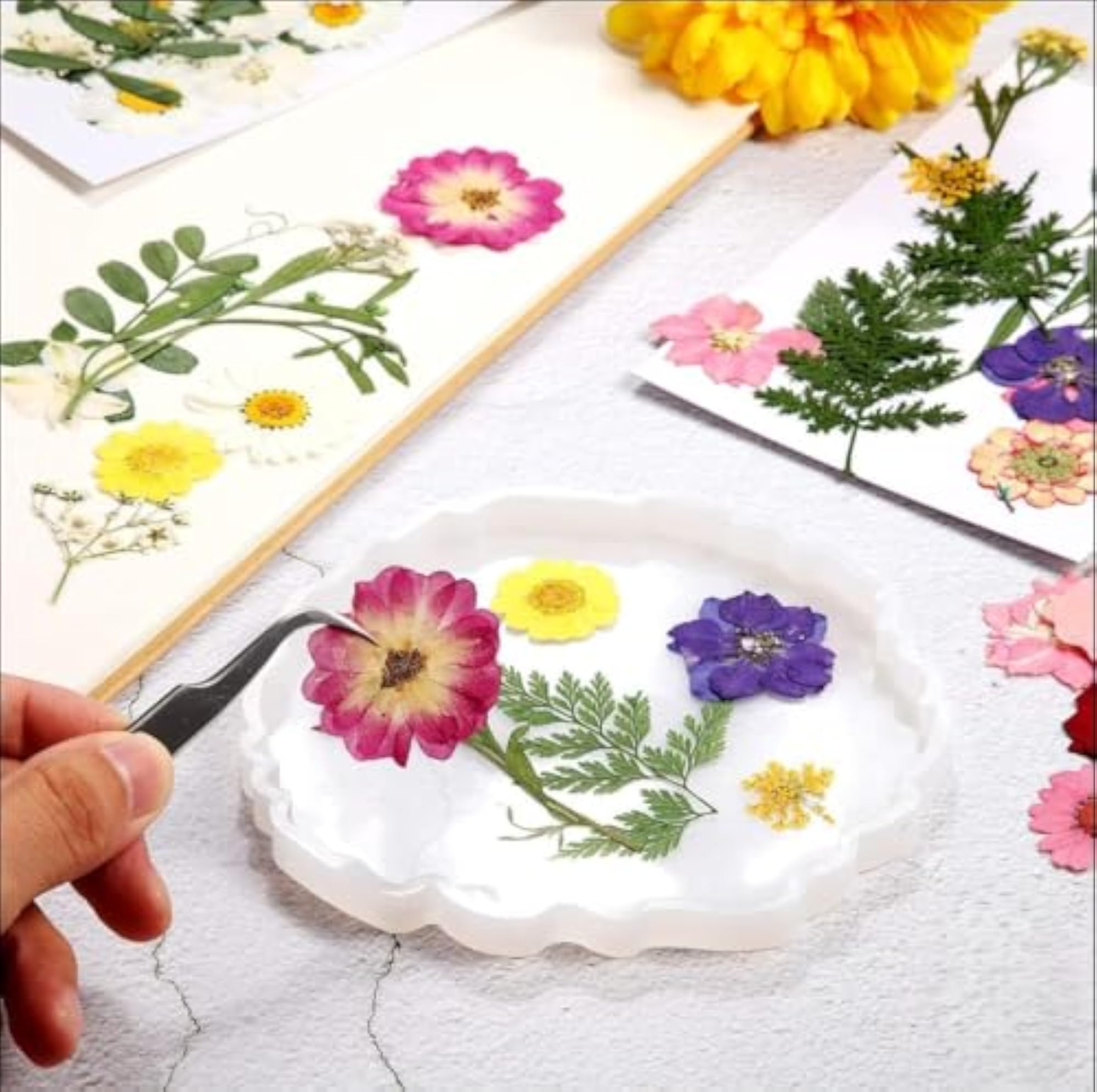 Natural Dried Pressed Flowers, Multi Color Mixed Daisies for Crafts