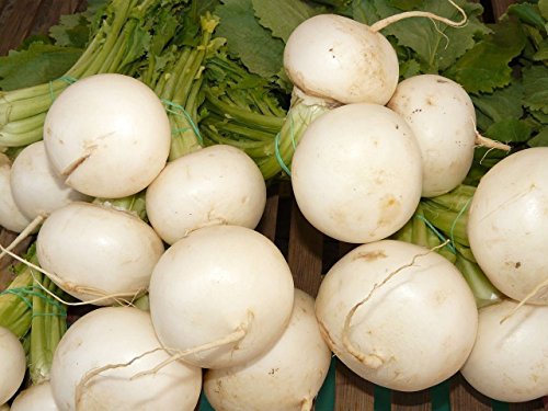 Japanese Turnip Seeds (Shogoin) Open Pollinated, Eafy Tops Are Ribbed And Tender(1 Oz ~ 9,800 Seeds) #TOP4