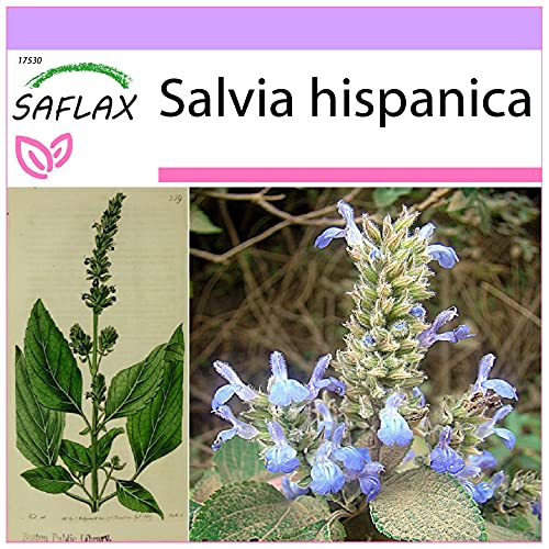 SAFLAX - Chia - 500 semi - Salvia hispanica