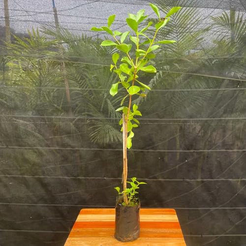 Muda Frutífera de Araçá Amarelo