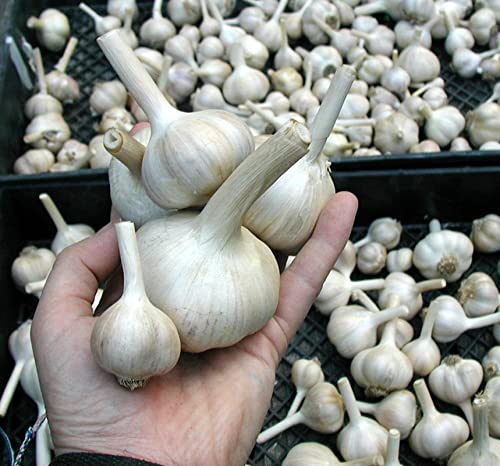 Piantare rizomi d'aglio Giardino decorativo Crescita rapida Crescita sana-500g