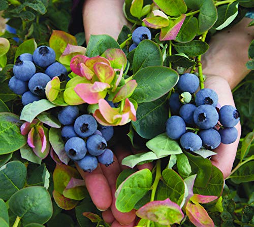 Bushel and Berry - Vaccinium x Peach Sorbet (Blueberry) Edible-Shrub, , #2 - Size Container - Thumbnail 5