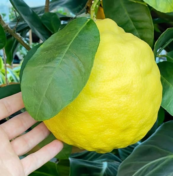 Grafted Ponderosa Lemon Tree Giant Yellow Lemon Tree 2 to 3 Feet Tall in 3 Gallon Pot- No Ship CA