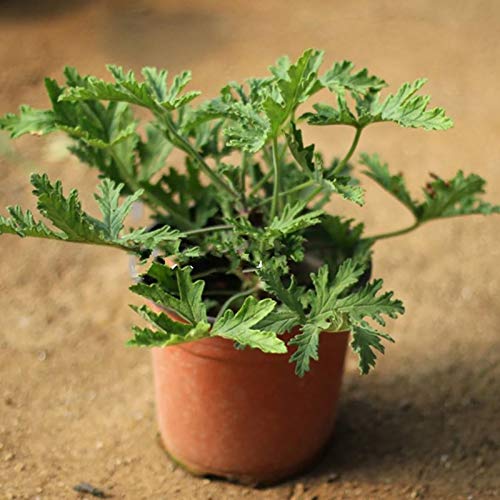 100 Stks/set Muggenwerende Zaden Smaakvolle Wintergroene Volle Zon Citronella Plant Zaden Voor Huis Tuin Planten Yard… - Image 5