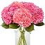 Deep Pink and Rose Red