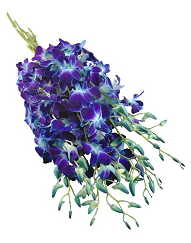 Premium Cut Blue Orchids (20 Stems Orchid with Vase) - Thumbnail 4