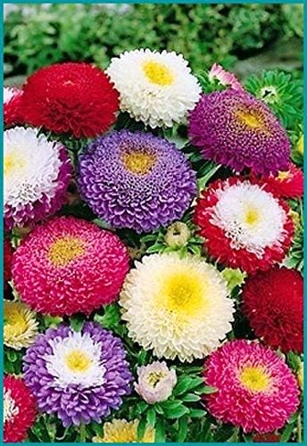 Miniatura 4 de Semillas Aster Suprime Mix Flores Anuales
