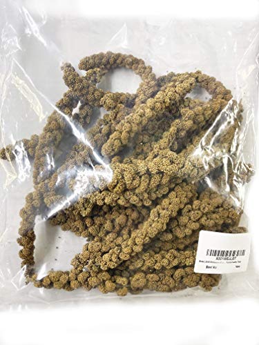 Birds LOVE Wholesome & Lovely Spray Millet GMO Free No Pesticide (No Stems Only Edible Tops) for Parrots Birds Cockatiel Lovebird Parakeet Finch Canary All Parrots Healthy Treat-1lb - Thumbnail 2