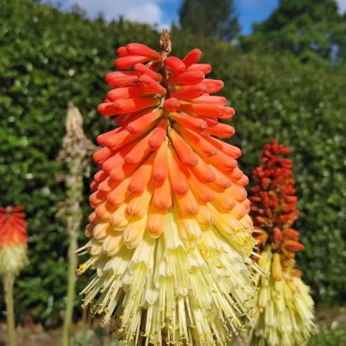 semillas de lirio antorcha - flores de balcon semillas de bonsái semillas de flores semillas de flores perennes resistentes semillas de plantas semillas de flores flores de balcon 80pcs