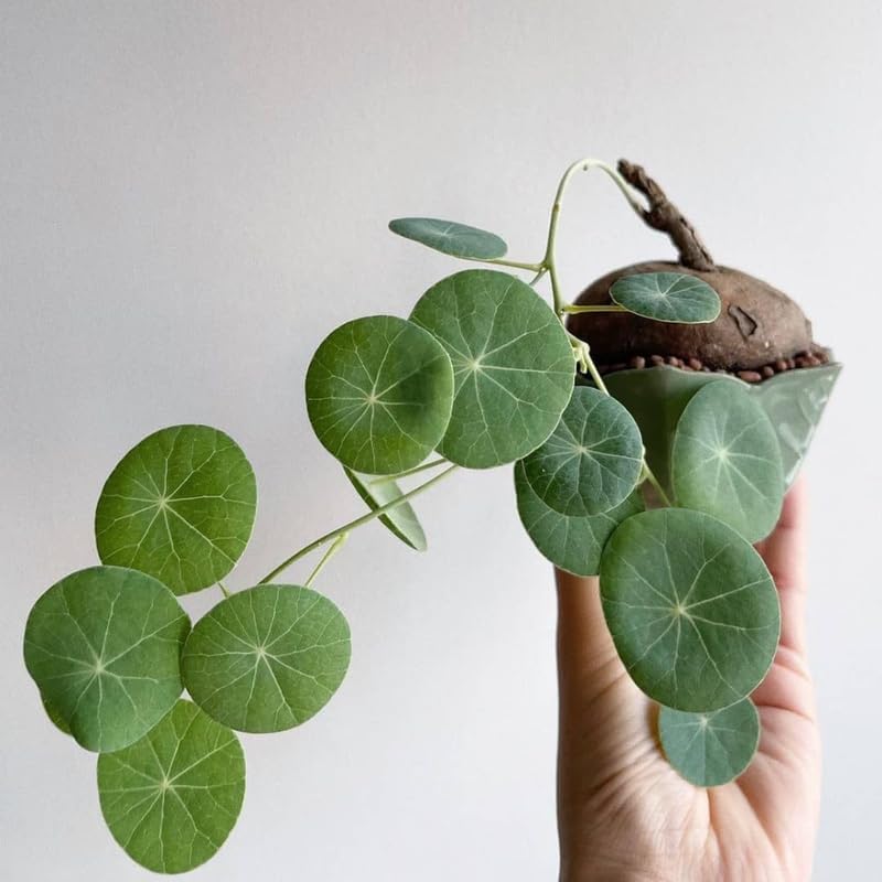 Stephania Cephalantha Live Plant, 3.5-4" Caudex with Sprouts, Rare Hardy Caudex Succulent Houseplant for Indoor Growing and Home Décor