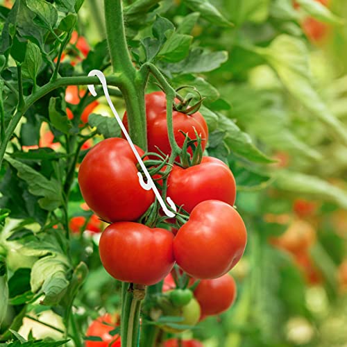 Clip per piante da giardino, clip di supporto per piante, clip per fiori per fissare pomodori, verdure, cetrioli, fanno crescere le piante in posizione verticale e più sana (300 pezzi, verde