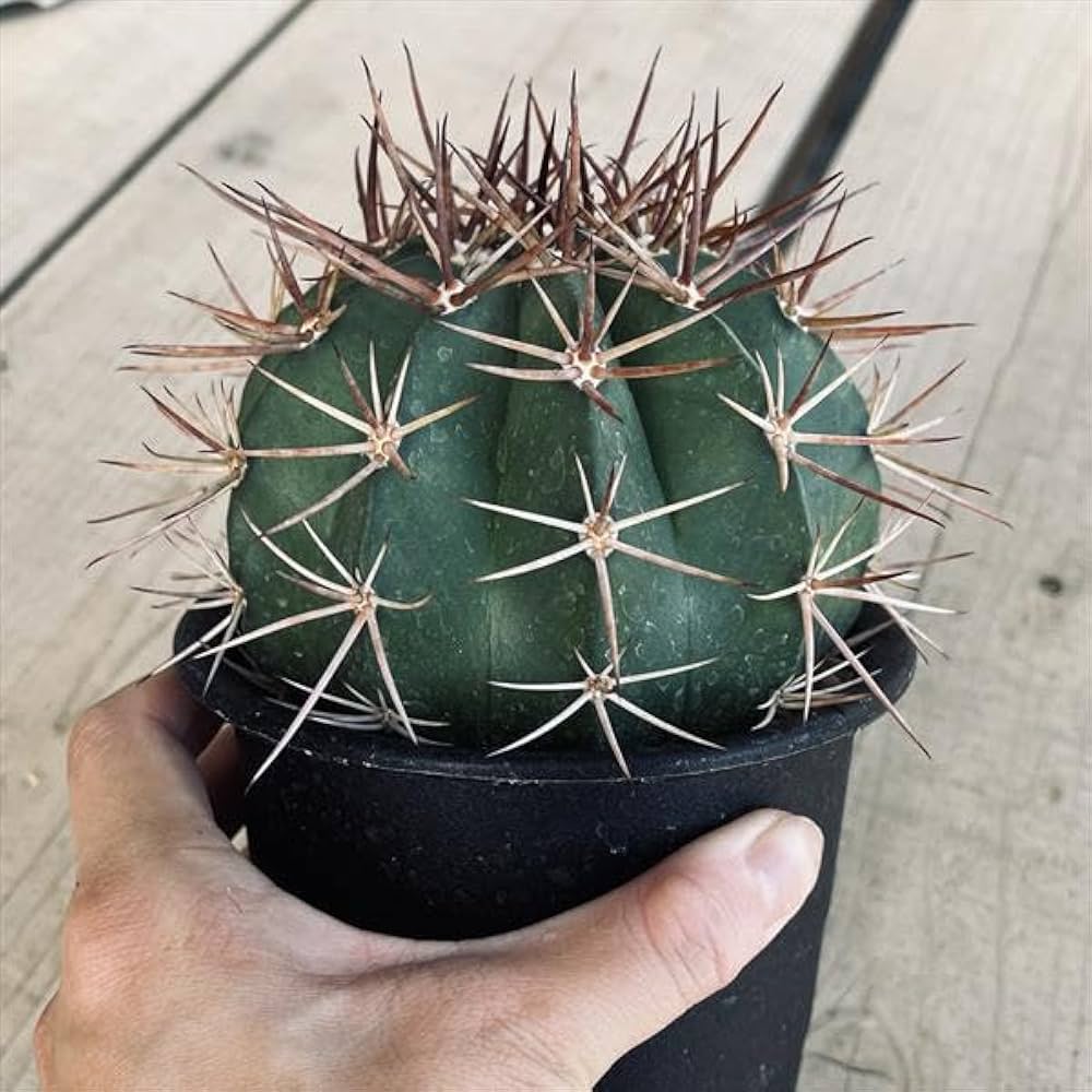 メロカクタス【恒星雲（こうせいうん）】（実生子株からの育成株） Amazon｜サボテン メロカクタス 月光雲 実生｜観葉植物