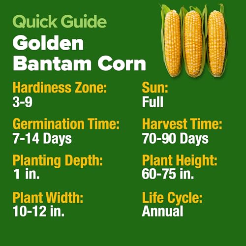 Image of HOME GROWN Golden Bantam Sweet Corn Seeds 200+ Heirloom Non-GMO Seeds for Planting, High Germination, Yellow Kernel Corn on the Cob, Early Summer Harvest, Easy to Grow Home Garden Crop (Zea mays)