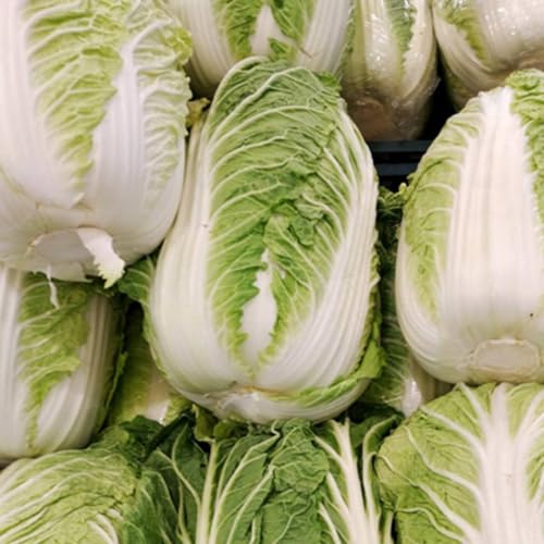 FELTRIN, 2X Sementes de Couve Chinesa Michihilii FELTRIN