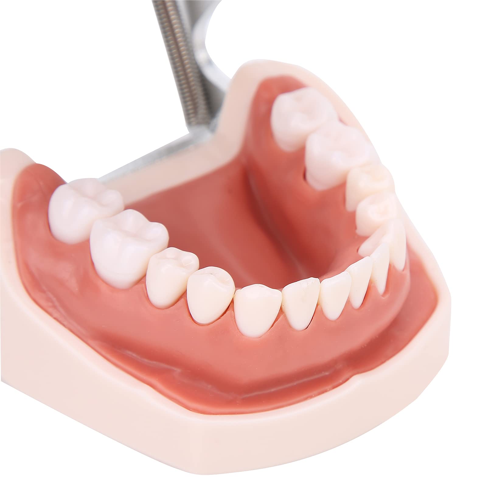 Modelo de dientes estándar de enseñanza con destornillador para práctica de tipodonto
