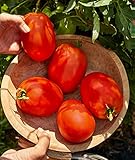 Burpee Exclusive 'SuperSauce' Hybrid , 25 Non-GMO Large Red Sauce & Paste Tomato Variety , Vegetable Seeds for Planting Home Garden