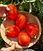 Burpee Supersauce Tomato Seeds 25 seeds
