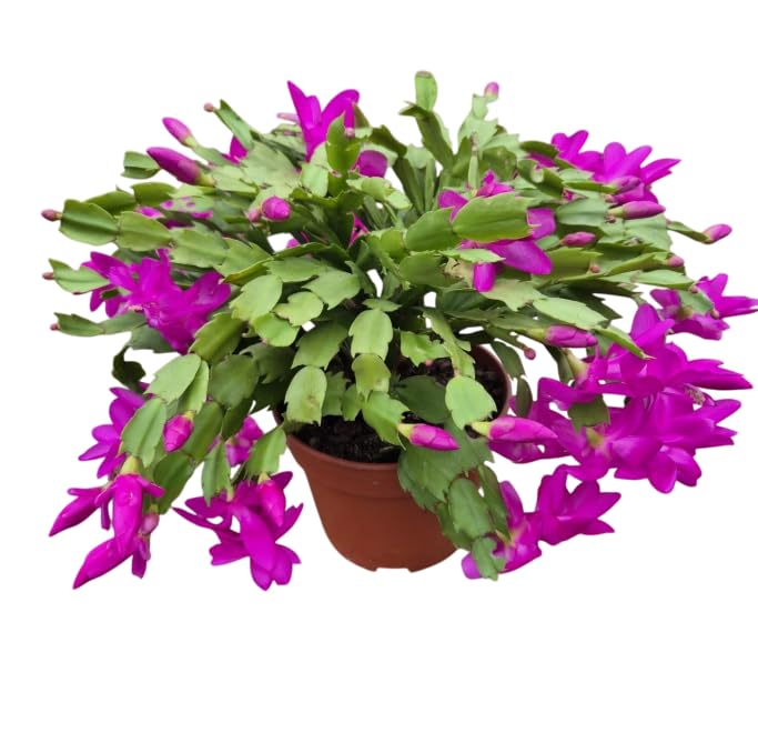 1 Pot Holiday Cactus Flowers Plants Schlumbergera Flower Shurb Plant 5-7 Inch Tall- Purple Thanksgiving Christmas Cactus Plant