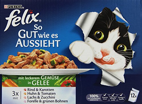 Felix animale gatto bagnato che sembra in Gelatina...