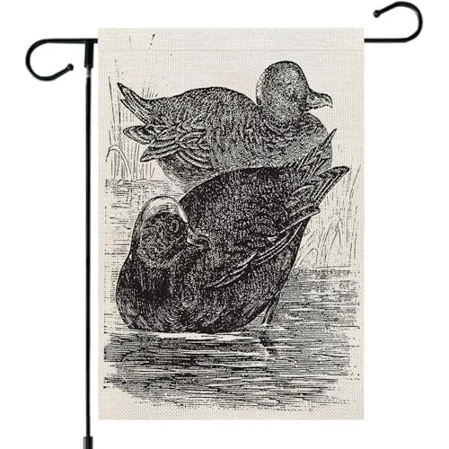 Welcome Wigeon Print Ducks Siffleur Anas Americana Canard Vintage Engraving