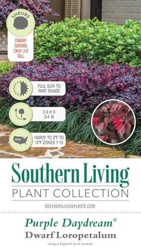 Southern Living Plant Collection Purple Daydream Loropetalum (2.5 Quart) Compact Evergreen Shrub Pink Blooms - Full Sun to Part Sun Live Outdoor Plant