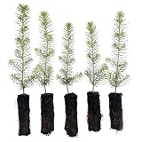 Norway Spruce Tree Seedling Plugs | 6'-12' | Arbor Day Foundation (5-Pack)