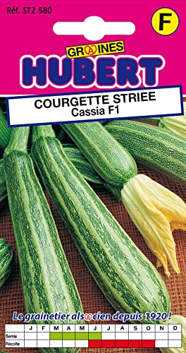 8 Graines de Courgette Striée Cassia F1