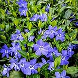 Set 60 Vinca Minor Periwinkle Plants Live, Creeping Vinca Vine Ground Cover, Starter Plants Perennial, Purple Flowers