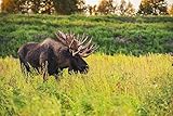 The large bull moose Known as Hook who roams in the Kincade Park area is seen during the fall rut South-central Alaska Anchorage Alaska United States of America Poster Print by Michael Jones Design P