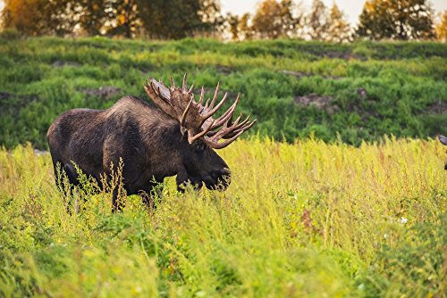 The large bull moose Known as Hook who roams in the Kincade Park area is seen during the fall rut South-central Alaska Anchorage Alaska United States of America Poster Print by Michael Jones Design P