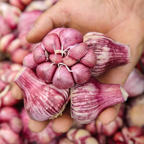 semillas de ajo para culinarias, ajo invierno especias, raras, orgánicas, tradicionales 500pcs