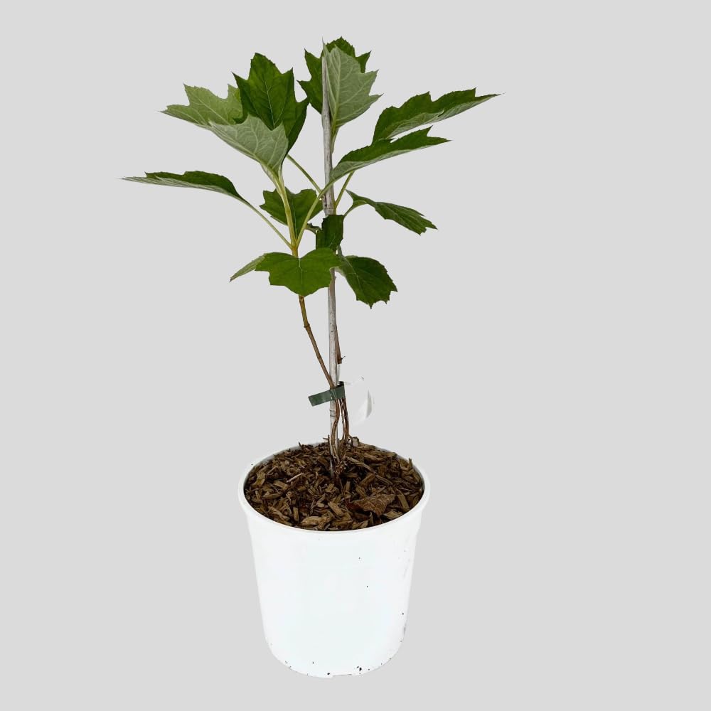 Pianta di Ortensia Fiore Bianco Pannocchia QUERCIFOLIA ALICE in Vaso 18 cm Varietà Rifiorente Ideale per Esterni