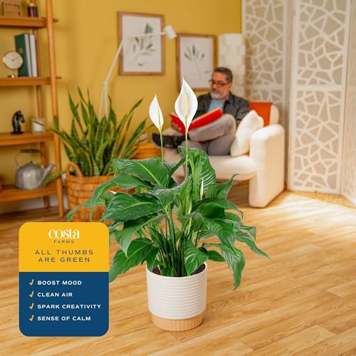 Image of Costa Farms Peace Lily Live Plant in Decorative Pot, Large Air Purifying Flowering Indoor Houseplant, Perfect for Home, Room, or Office Decor, Great House Warming or Birthday Gift, 2-3 Feet Tall