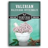 Valerian Seeds for Planting, Valeriana Officinalis, 1 Pack