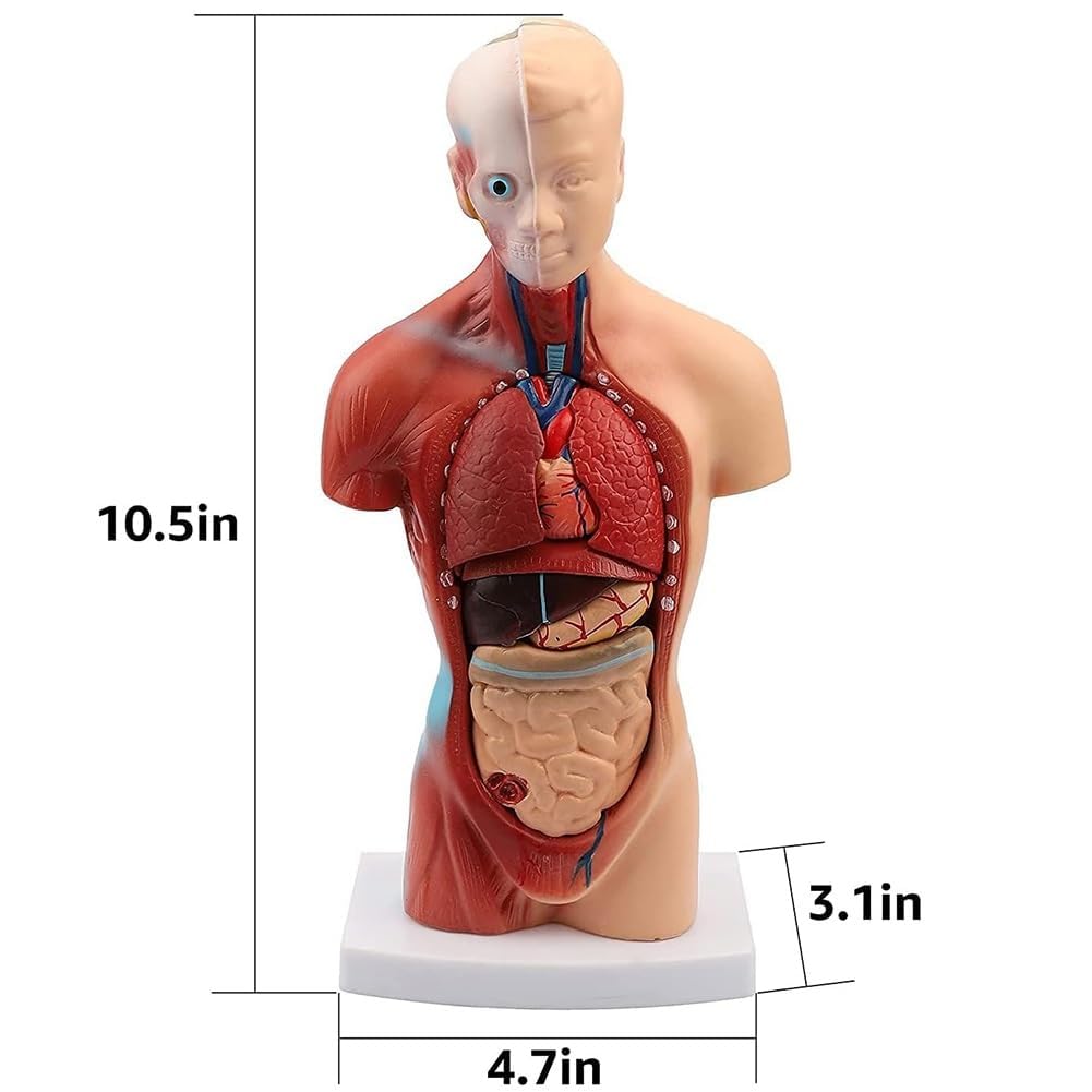 Model anatomii ludzkiego tułowia 28 cm ze zdejmowanymi narządami wewnętrznymi, edukacyjny model ekspozycyjny bagażnika