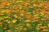 Ringelblumen Samen 500 Wildblumen Samen Calendula officinalis Heilpflanze Bienenweide