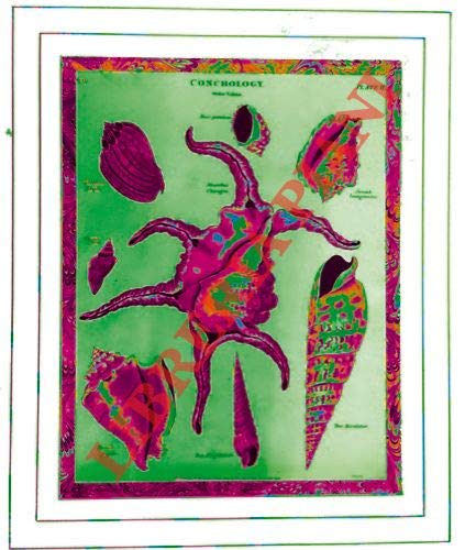 Conchiglie. Strombus, ecc.