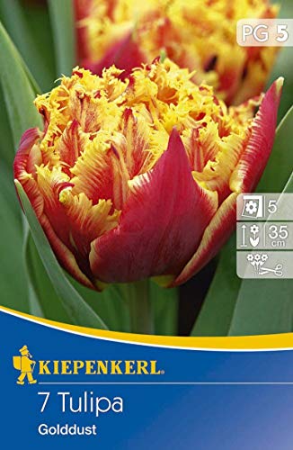 Tulipa Golddust, 7 Stück Blumenzwiebeln